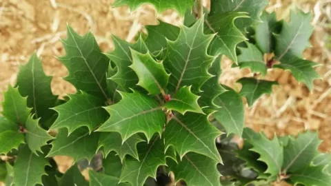 cha-de-espinheira-santa