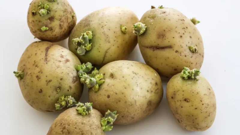 pode comer batata com broto 0 (0)