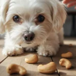 Cachorro Pode Comer Castanha-de-Caju