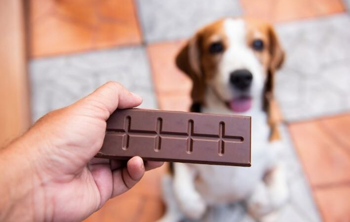 Por que o Chocolate é um Veneno para Cães? Entenda os Perigos 5 (5)