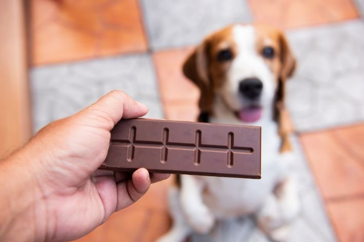 Cachorro pode comer chocolate?