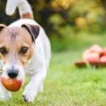 cachorro pode comer maça
