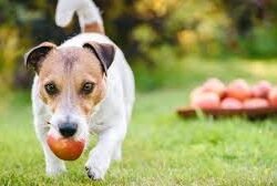 cachorro pode comer maça