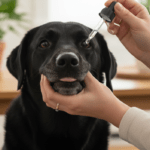 Pode dar dipirona para cachorro? Saiba a dosagem e riscos
